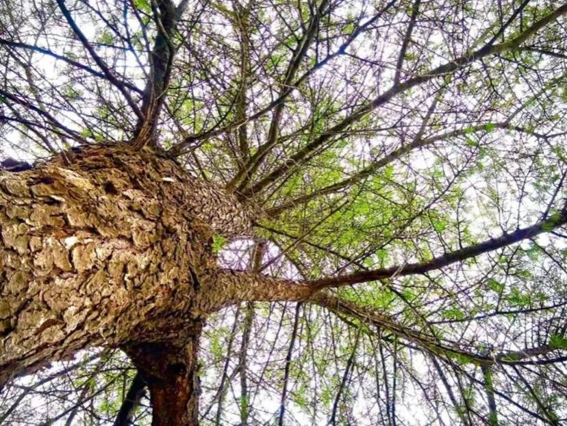 da32278597ae9e4a97e4b263bfcf53e6df3d4390