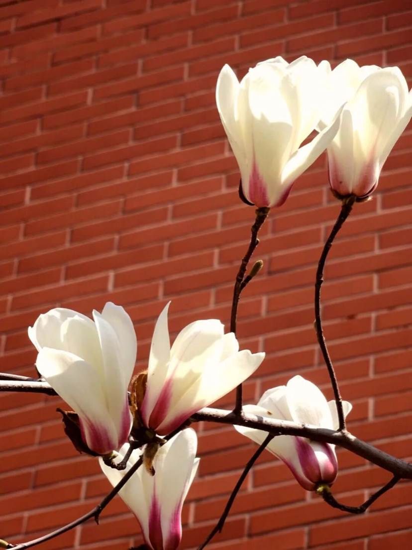 62cb51592140c3d7111ca47635327199524abd25